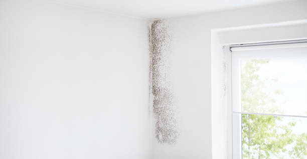 Mold Removal for HVAC Installations in Lake Shore, UT