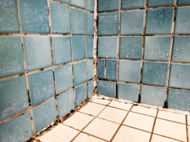 Professional Mold Removal in Lake Shore, UT
