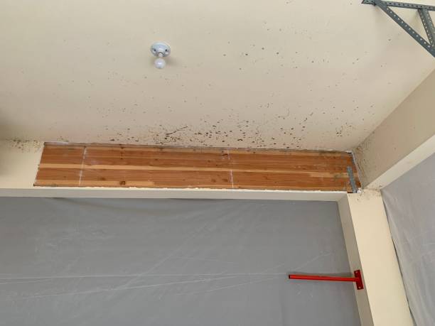 Best Emergency Mold Remediation  in Lake Shore, UT