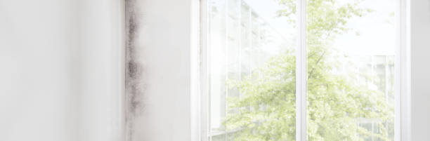 Best Mold Removal for HVAC Installations  in Lake Shore, UT