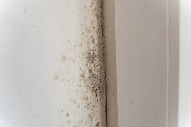 Best Crawl Space Mold Remediation  in Lake Shore, UT